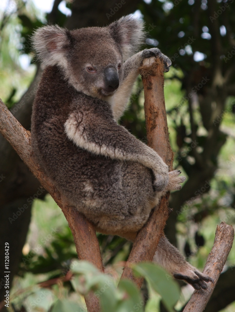 Fototapeta premium Coala