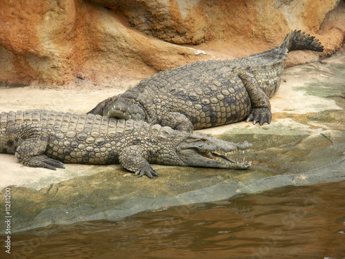crocodiles au repos