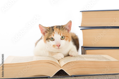 spotted cat and books, isolated