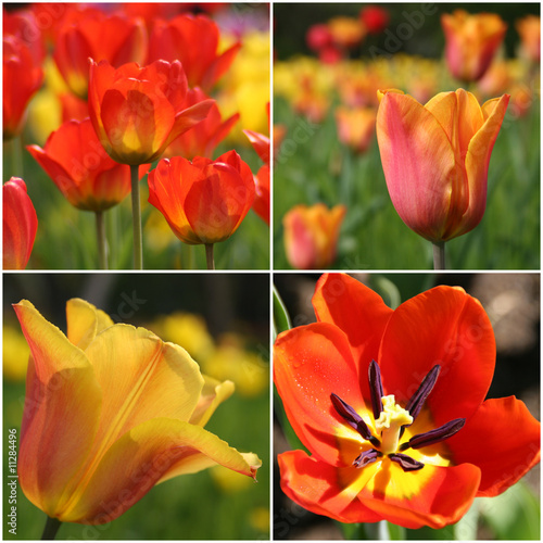Tulipan in rot und gelb
