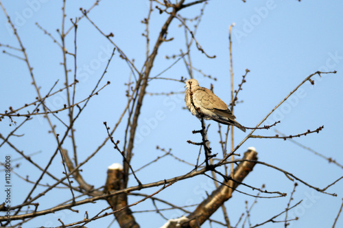 bird © Zbyszek Nowak