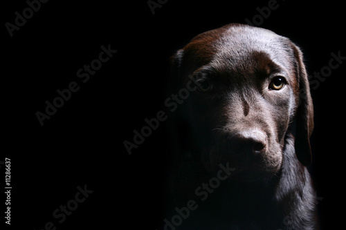 Chocolate Labrador Puppy - Low Key Shot