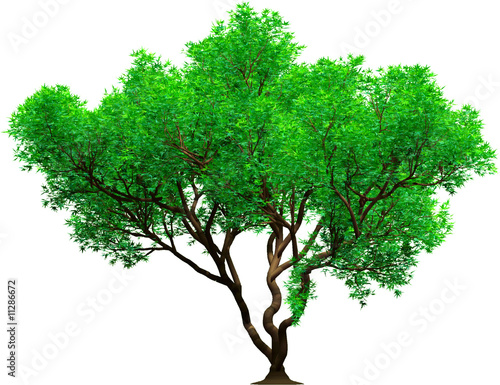 3d tree platan green