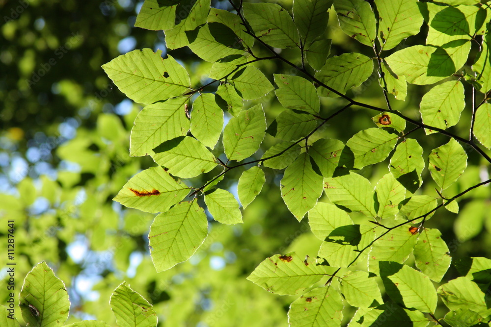 Feuilles de hêtre
