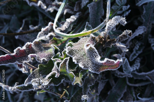 Foto gelée blanche