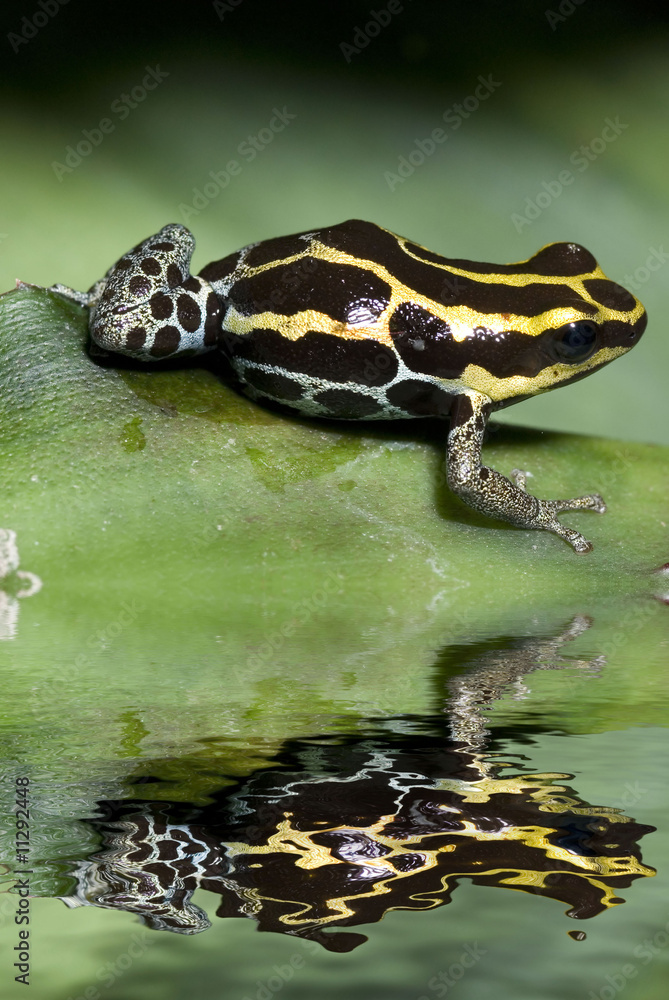 Fototapeta premium Poison frog from ecuador with reflection
