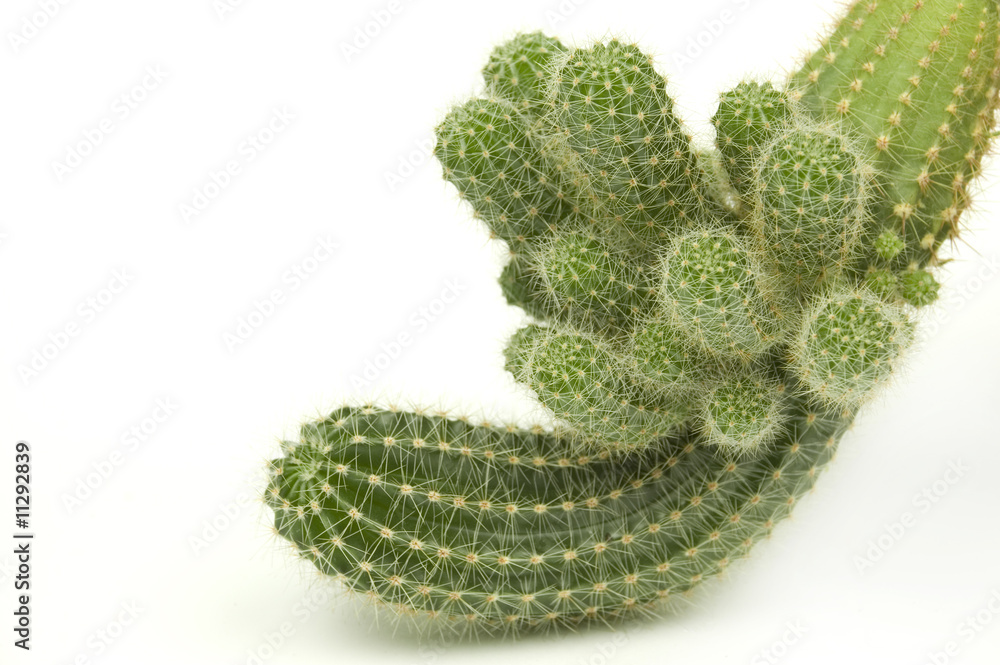 Succulent cactus Succulent cactus