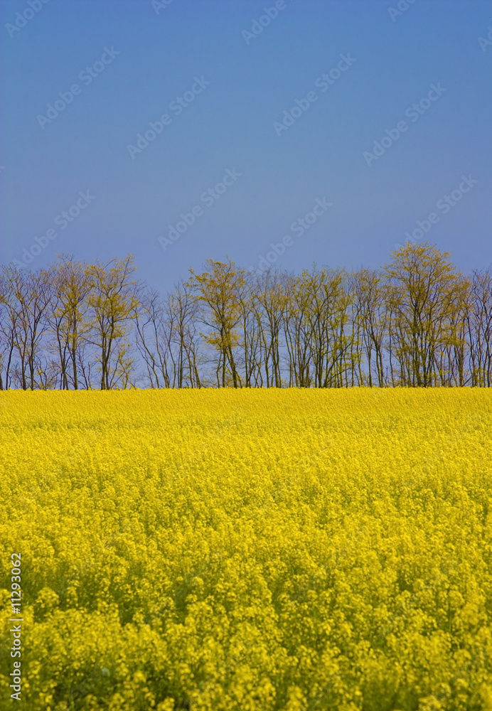rape field under the blue sky - vertical panoramic image rape field under the blue sky - vertical panoramic image