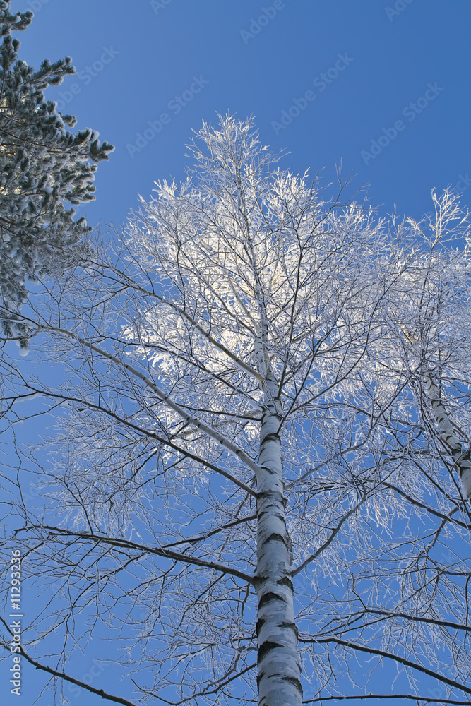 Obraz premium Winter forest