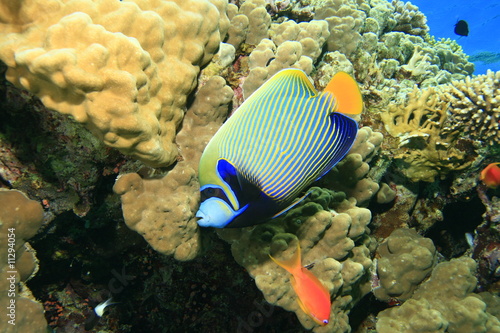 Emperor Angelfish and Coral Reef