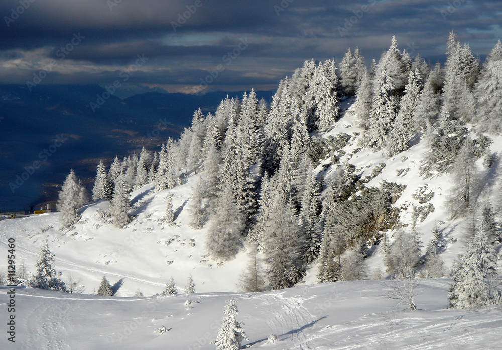 winter landscape forest 