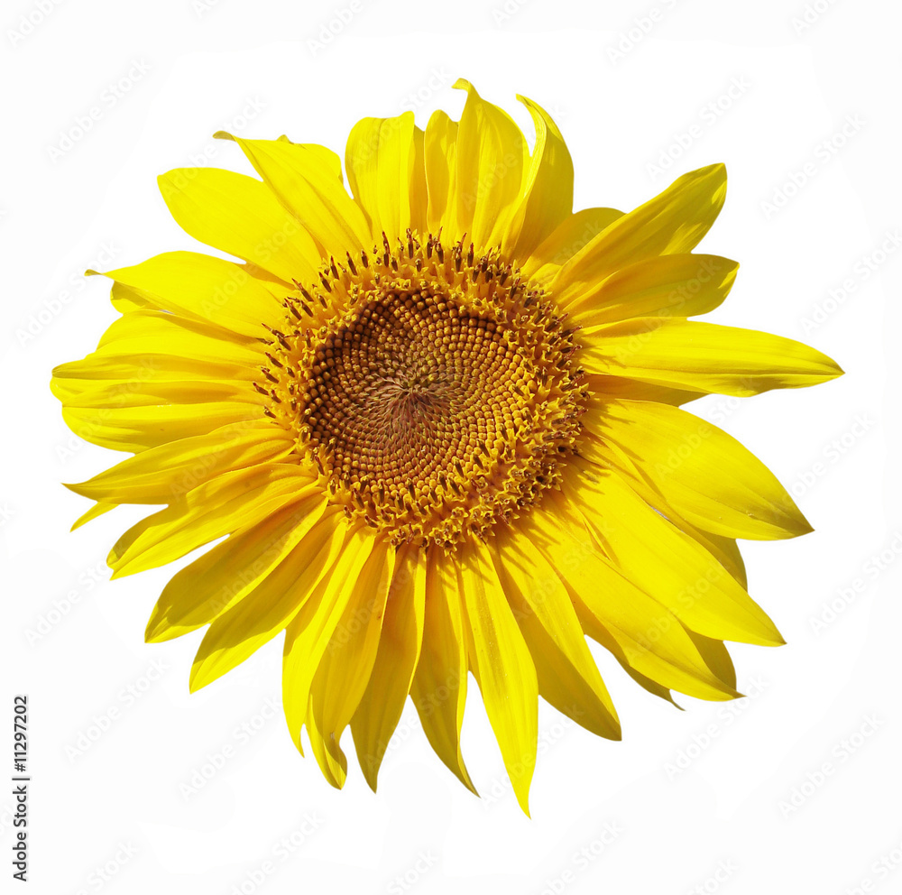 Fototapeta premium sunflower