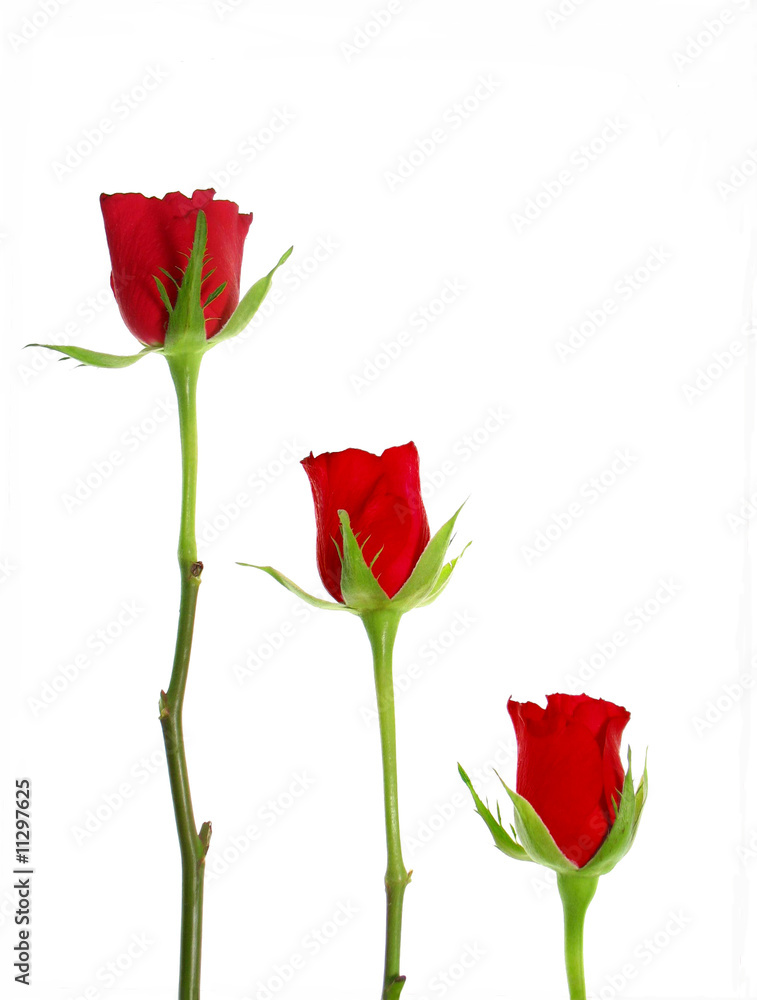Single red roses Single red roses