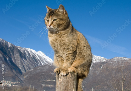 Il gatto delle montagne