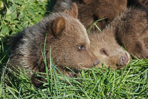Wallpaper Mural Bärenkind Torontodigital.ca