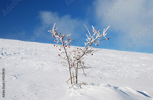 Snow-flower tree on the hill. Dog rose