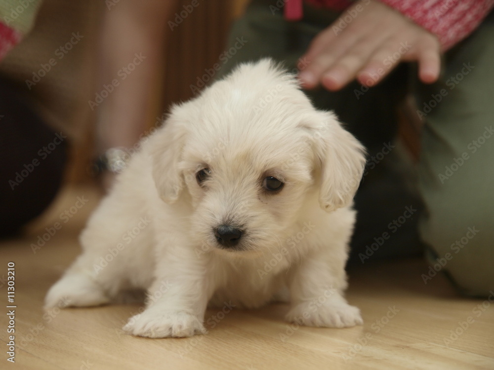 Cachorro, de bichon maltes, aprendiendo a andar Cachorro, de bichon maltes, aprendiendo a andar