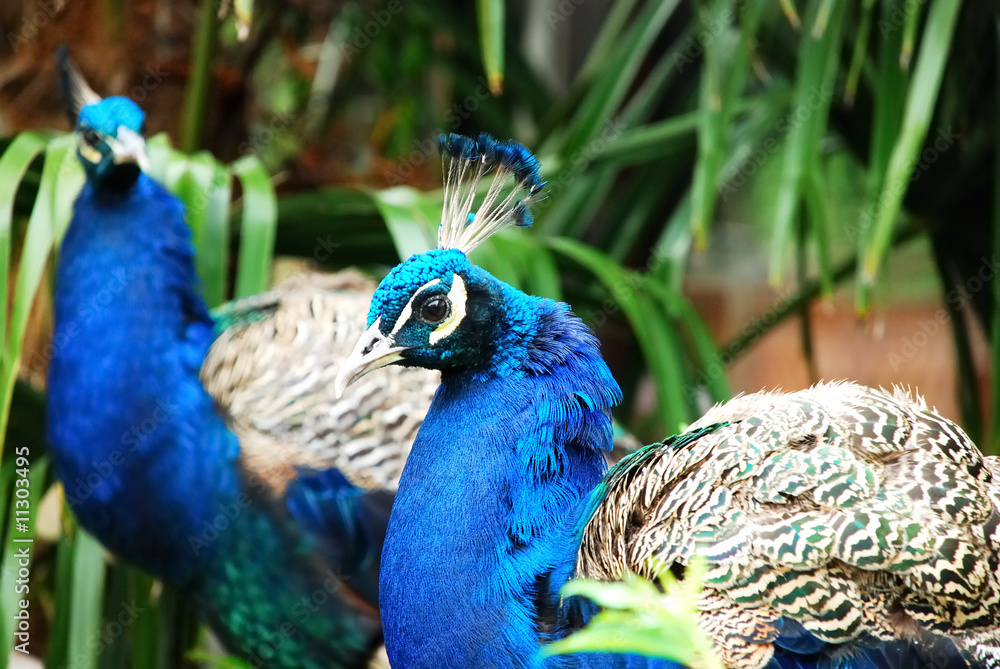 Fototapeta premium Peacocks