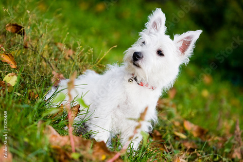 Puppy West highland white terrier