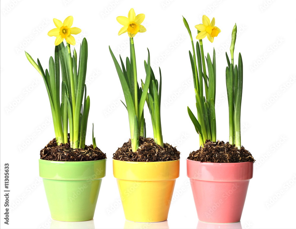 Fototapeta premium Potted daffodils