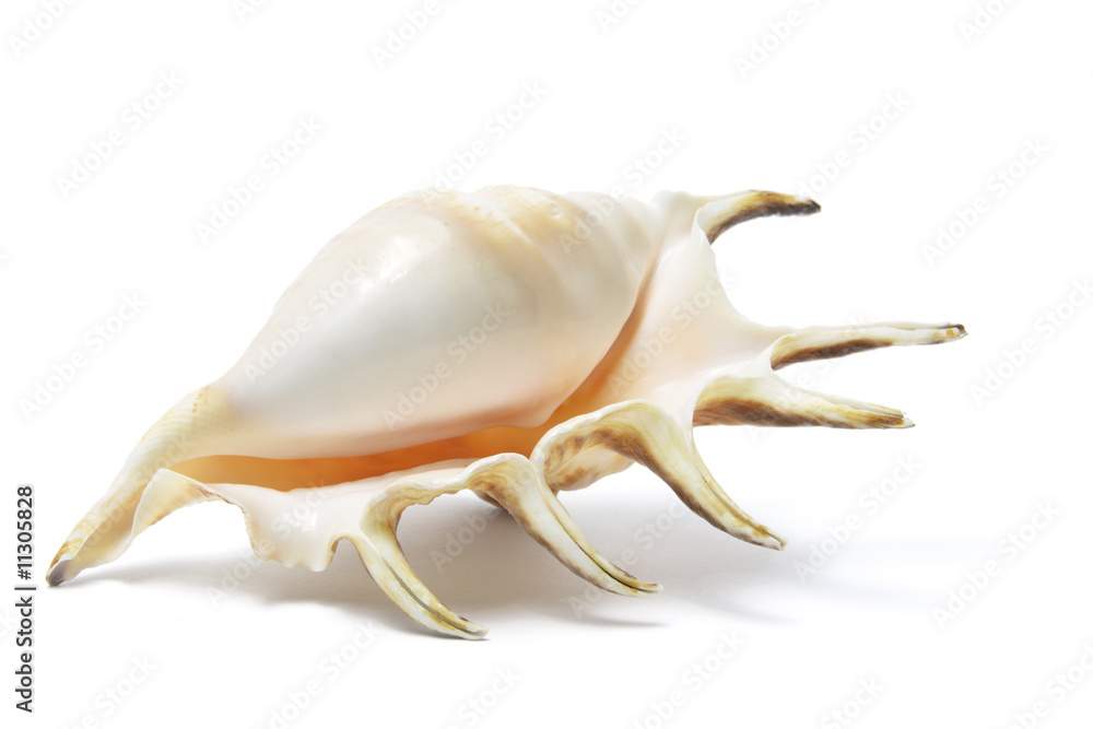 Naklejka premium Spider Conch Seashell