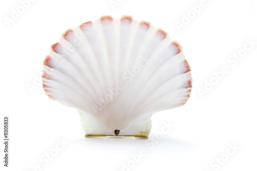 Sea Shell photo