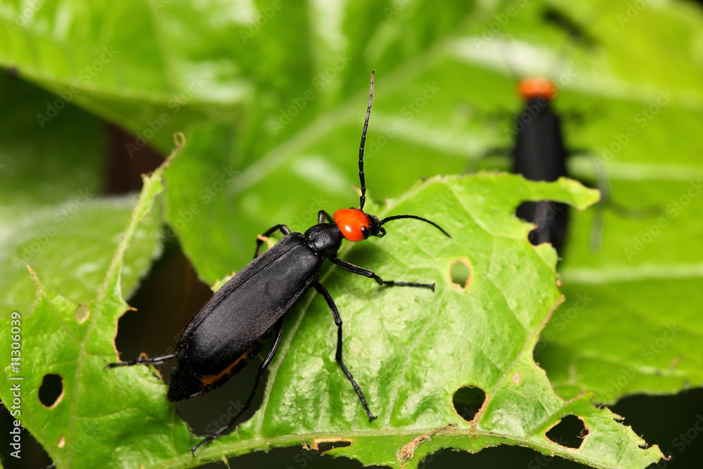 Naklejka premium Coleoptera Beetle