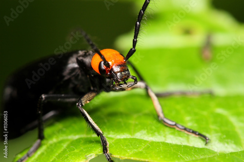 Coleoptera Beetle © Mau Horng