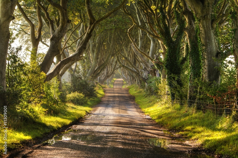 The Dark Hedges Northern Ireland The Dark Hedges Northern Ireland