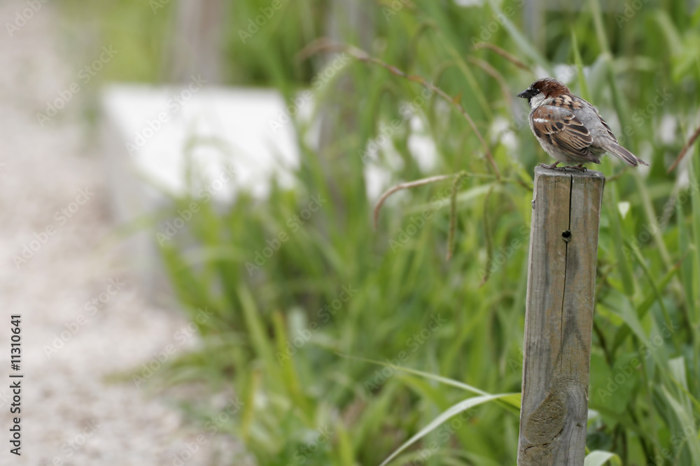 oiseaux, moineaux oiseaux, moineaux