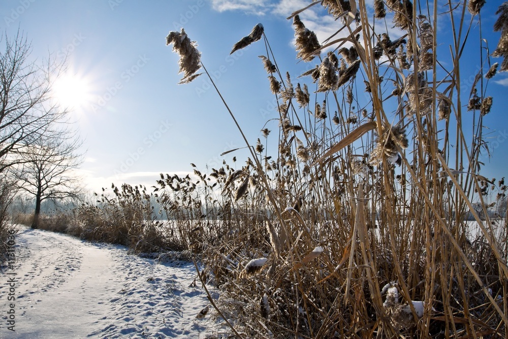 Obraz premium Frozen landscape on a clear sunny day