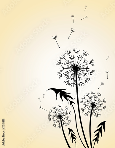 Dandelion. Floral design.
