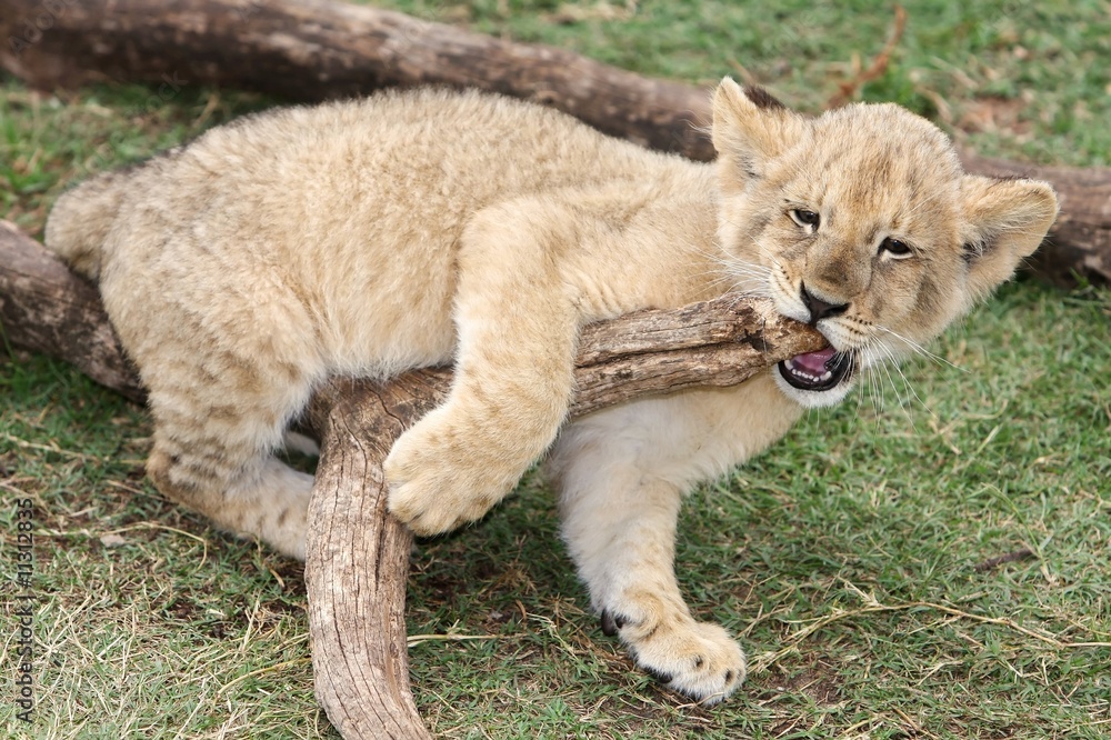 Obraz premium Playful Lion Cub