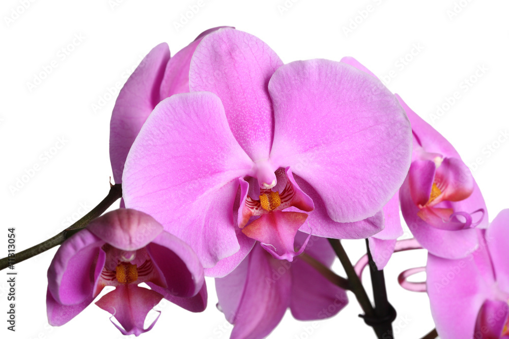 Fototapeta premium orchid flower