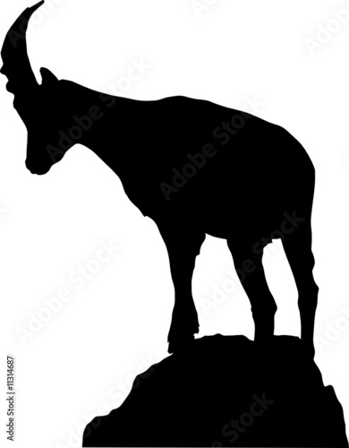 steinbock