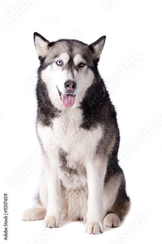 Crossbreed dog between husky and malamut looking happy