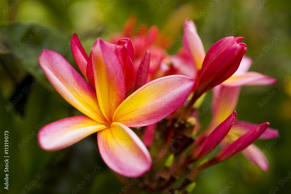 pink rainbow plumeria blossoms Stock Photo | Adobe Stock