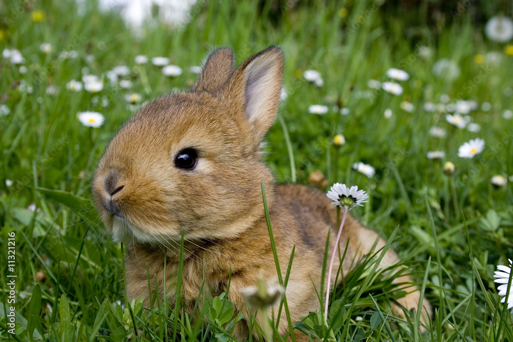 Easter Rabbit Easter Rabbit