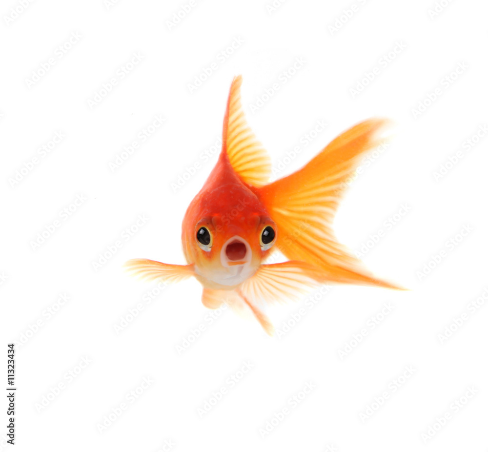 Fototapeta premium Shocked Goldfish Isolated on White Background