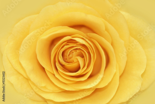 Yellow rose romantic background