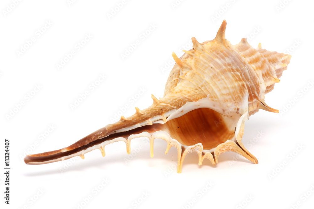 Thorn Conch Shell Thorn Conch Shell