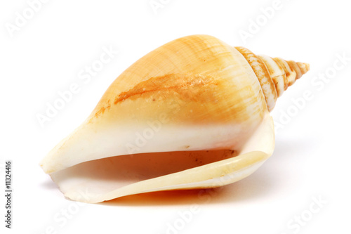 Spiral Seashell