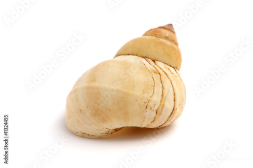 Spiral Seashell