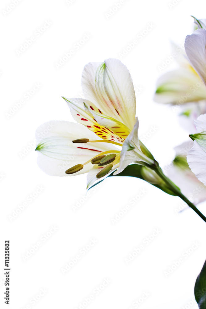 Flower on white Flower on white