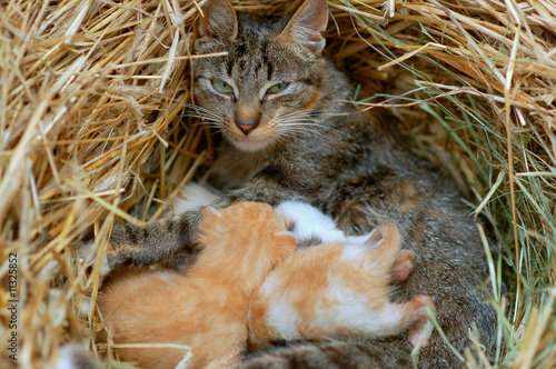 Katzen - Mama mit Jungtieren