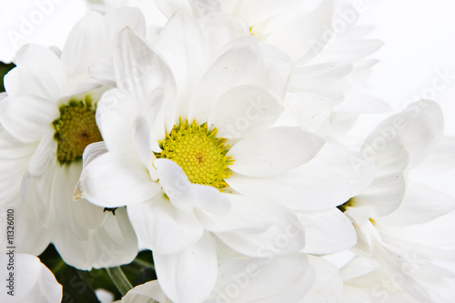 Chrysanthemum isolated on white background