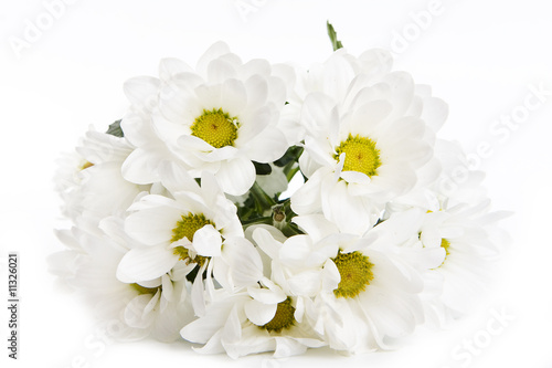 Chrysanthemum isolated on white background