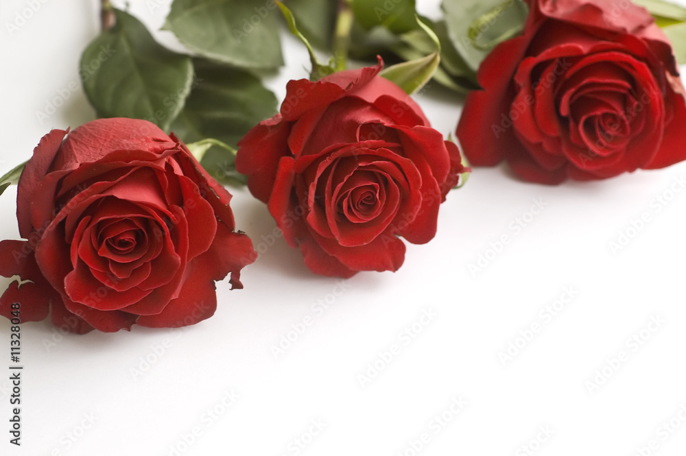 rose rose