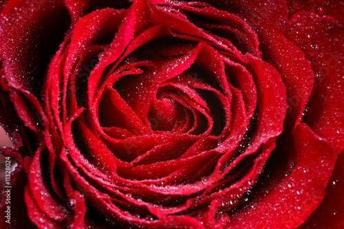 Macro-Iimage of dark red Rose with water droplets