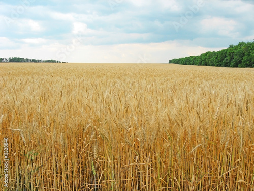 The ripe wheat field